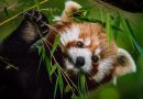 Así es el panda rojo, el pequeño mamífero del Himalaya en peligro de extinción