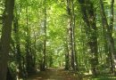 Bosques nativos | Elena Lucca: “Se debe integrar a la población a la discusión, que es la que sabe qué es vivir en un bosque y porqué tienen valor”